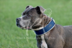 Terrier - Staffordshire Bull