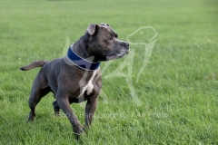 Terrier - Staffordshire Bull