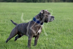 Terrier - Staffordshire Bull
