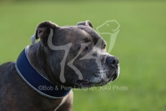 Terrier - Staffordshire Bull