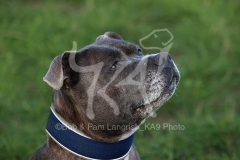 Terrier - Staffordshire Bull