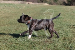 Terrier - Staffordshire Bull