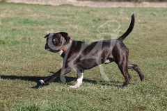 Terrier - Staffordshire Bull