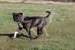 Terrier - Staffordshire Bull