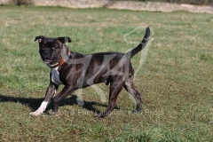 Terrier - Staffordshire Bull