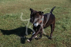 Terrier - Staffordshire Bull