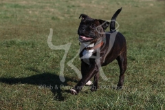 Terrier - Staffordshire Bull