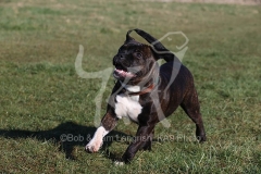 Terrier - Staffordshire Bull