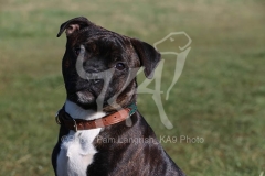 Terrier - Staffordshire Bull