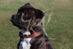 Terrier - Staffordshire Bull