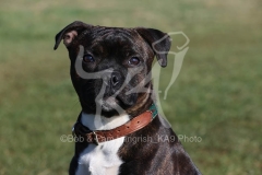 Terrier - Staffordshire Bull