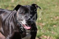 Terrier - Staffordshire Bull