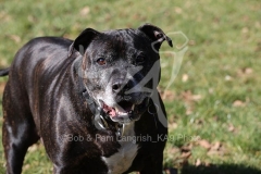 Terrier - Staffordshire Bull