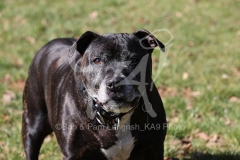 Terrier - Staffordshire Bull