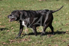Terrier - Staffordshire Bull