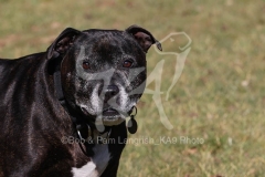 Terrier - Staffordshire Bull