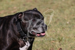 Terrier - Staffordshire Bull