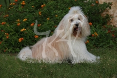 Terrier - Tibetan