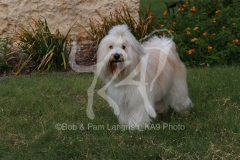 Terrier - Tibetan