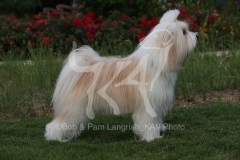 Terrier - Tibetan