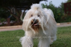 Terrier - Tibetan