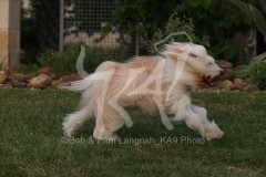 Terrier - Tibetan