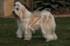 Terrier - Tibetan