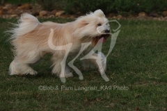 Terrier - Tibetan