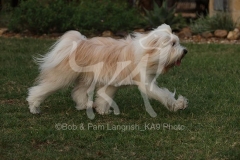 Terrier - Tibetan