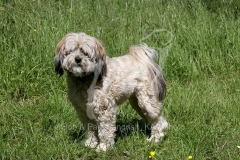 Terrier - Tibetan