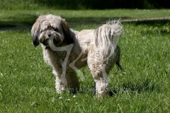 Terrier - Tibetan