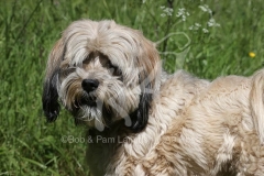Terrier - Tibetan