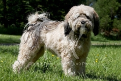 Terrier - Tibetan