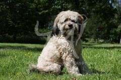 Terrier - Tibetan