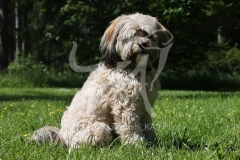 Terrier - Tibetan