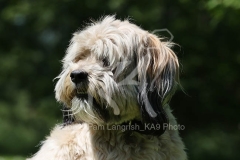 Terrier - Tibetan