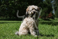 Terrier - Tibetan