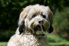 Terrier - Tibetan