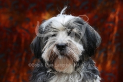 Terrier - Tibetan