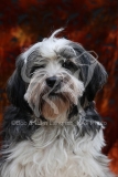 Terrier - Tibetan