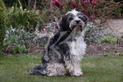 Terrier - Tibetan