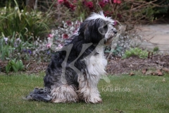 Terrier - Tibetan