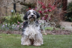 Terrier - Tibetan
