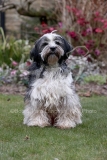 Terrier - Tibetan