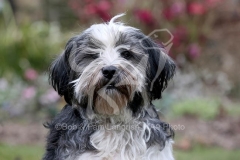 Terrier - Tibetan