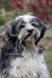 Terrier - Tibetan