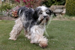 Terrier - Tibetan
