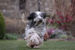 Terrier - Tibetan