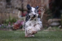Terrier - Tibetan