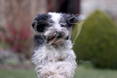 Terrier - Tibetan